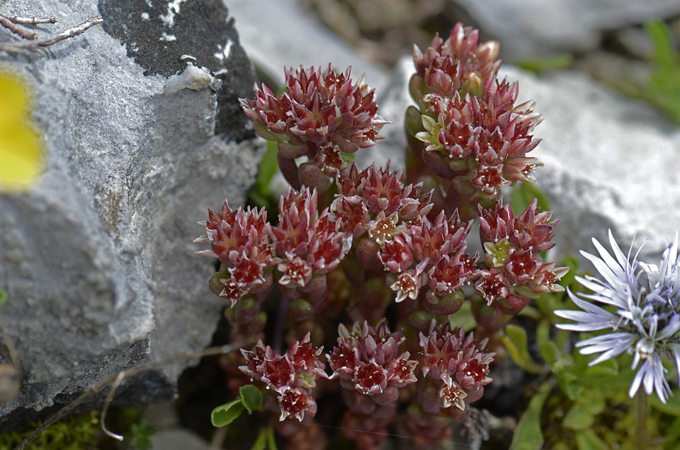 Sedum atratum / Borracina verde scura